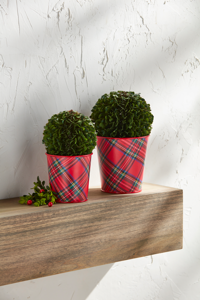 Small Boxwood Tartan Pot