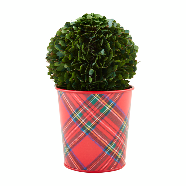 Small Boxwood Tartan Pot